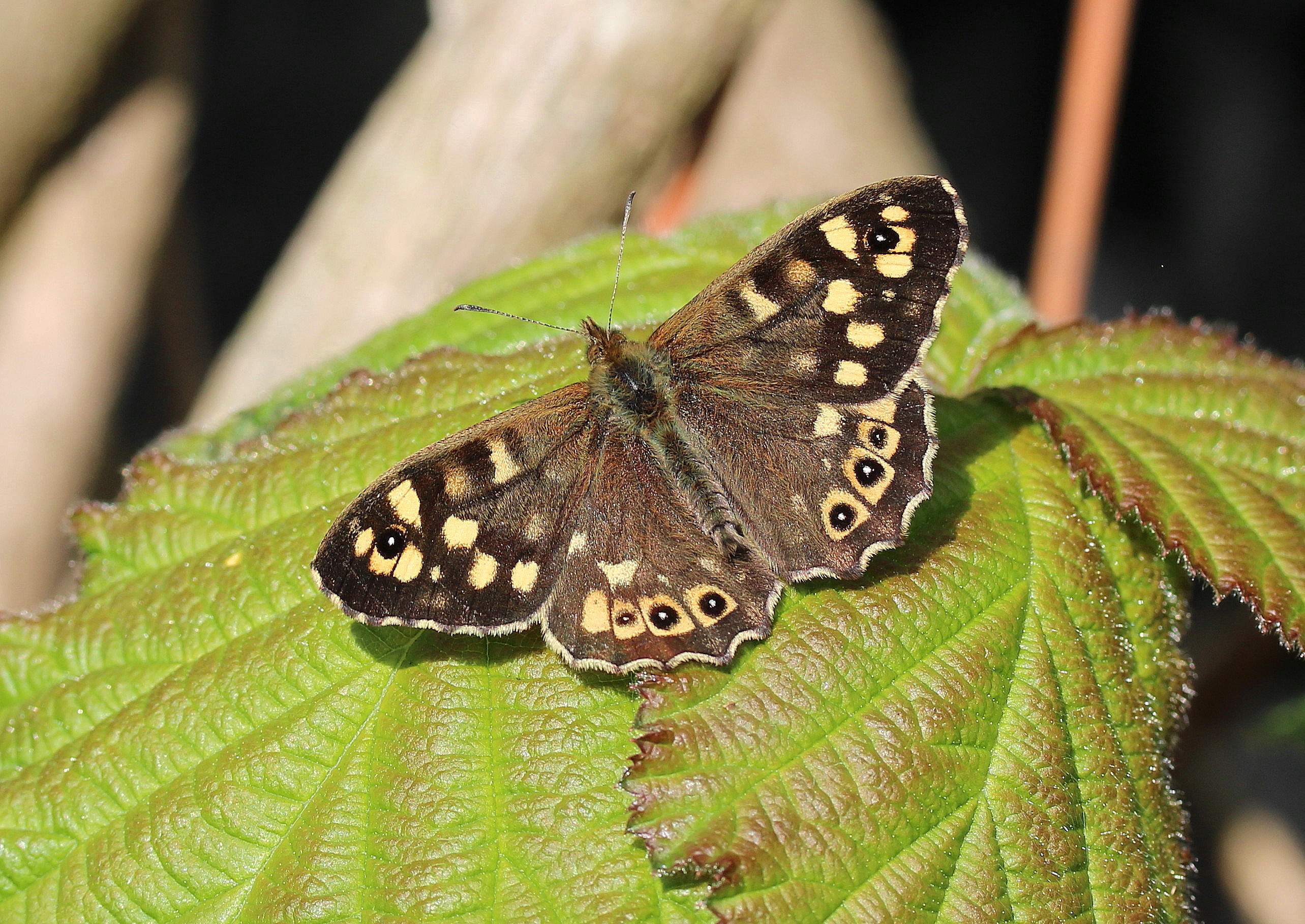 Pararge aegeria