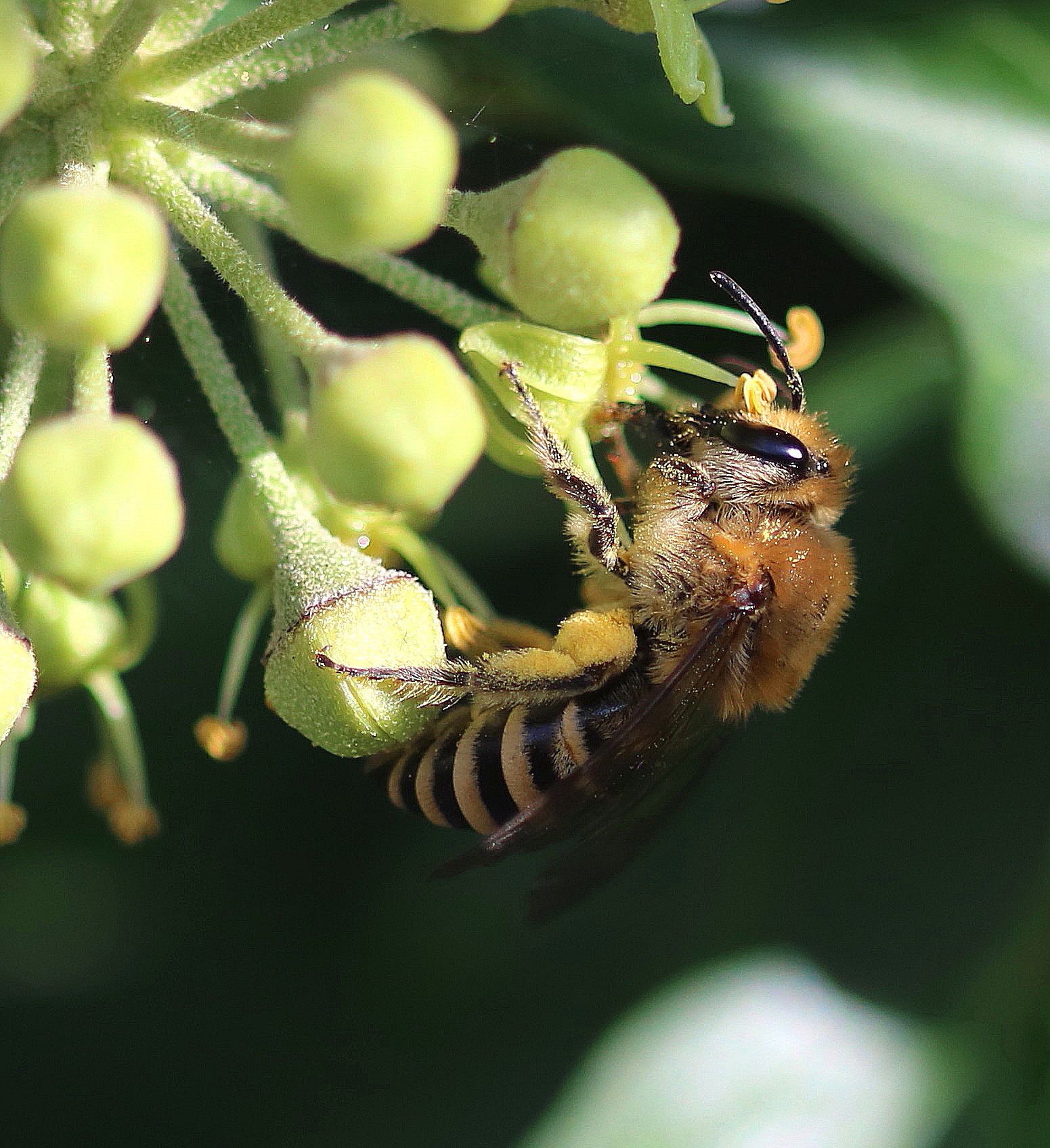 Colletes hederae