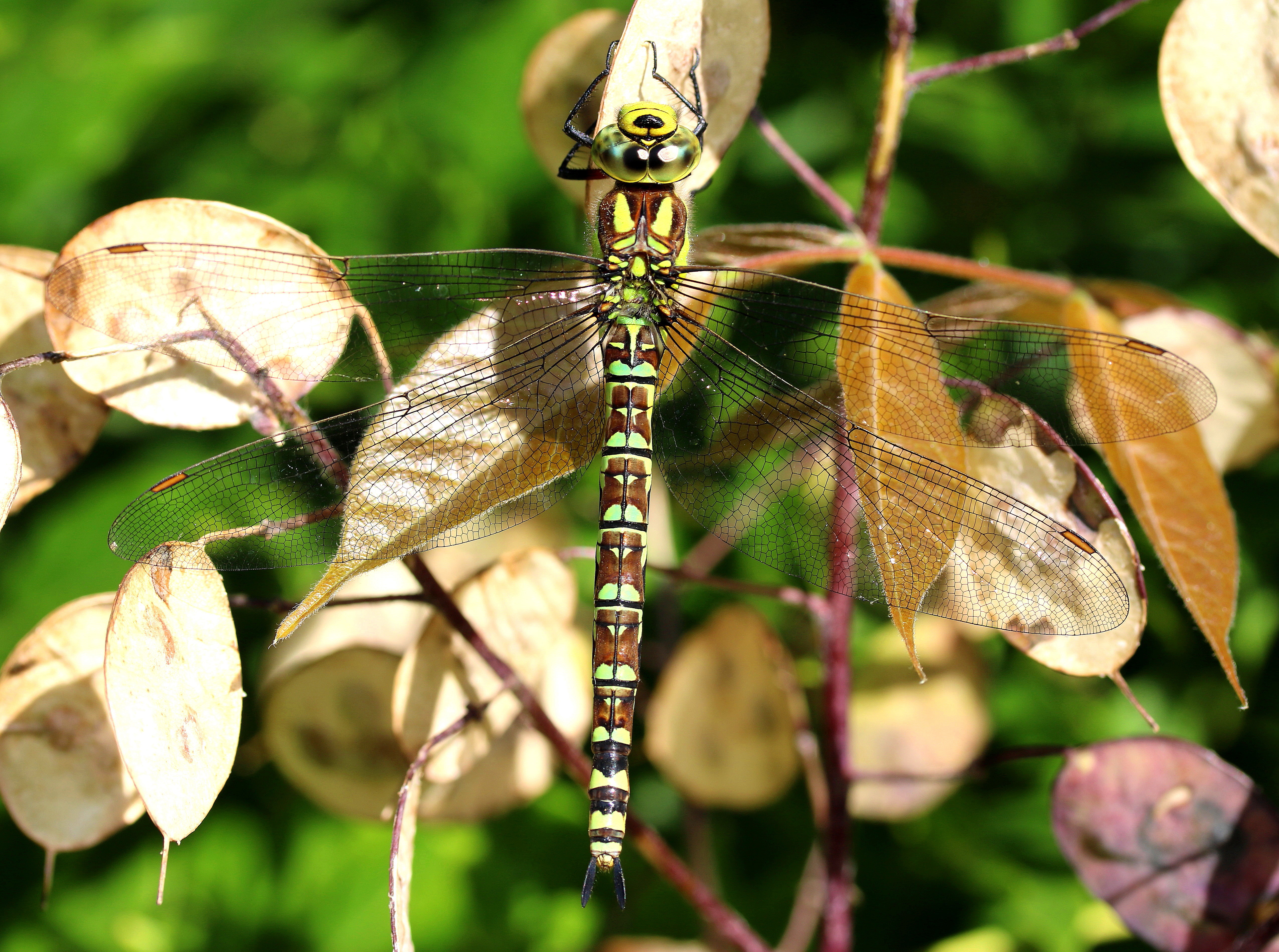 Aeshna cyanea