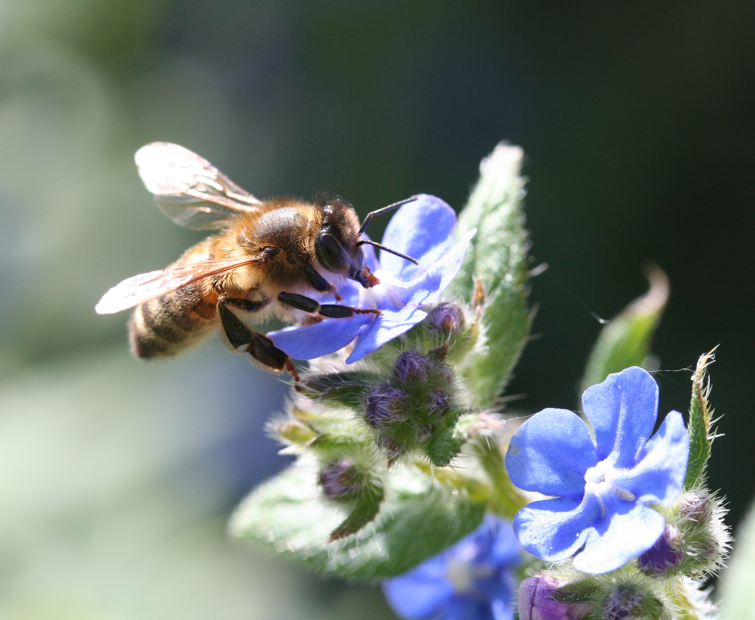 Apis mellifera
