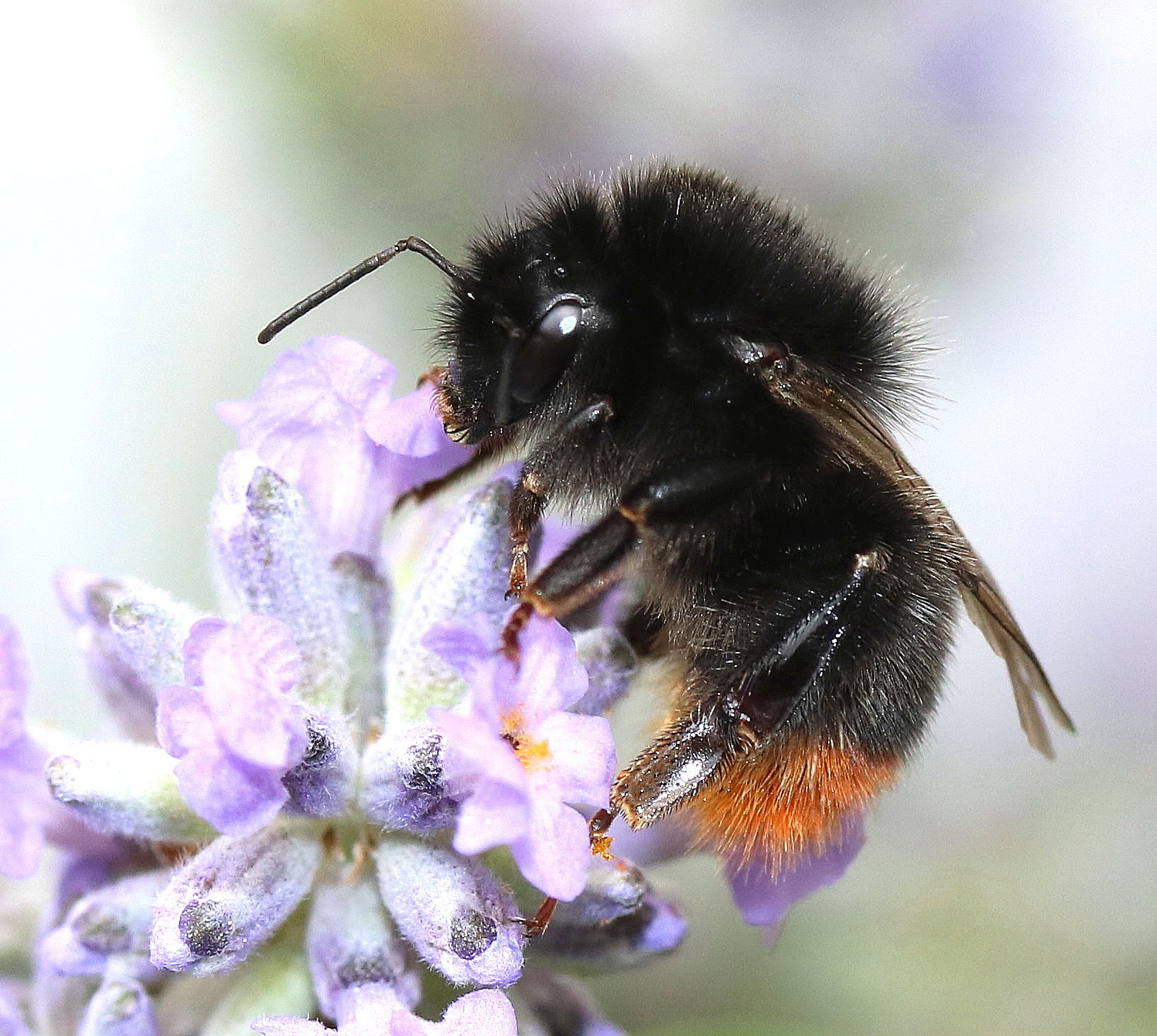 Bombus lapidarius