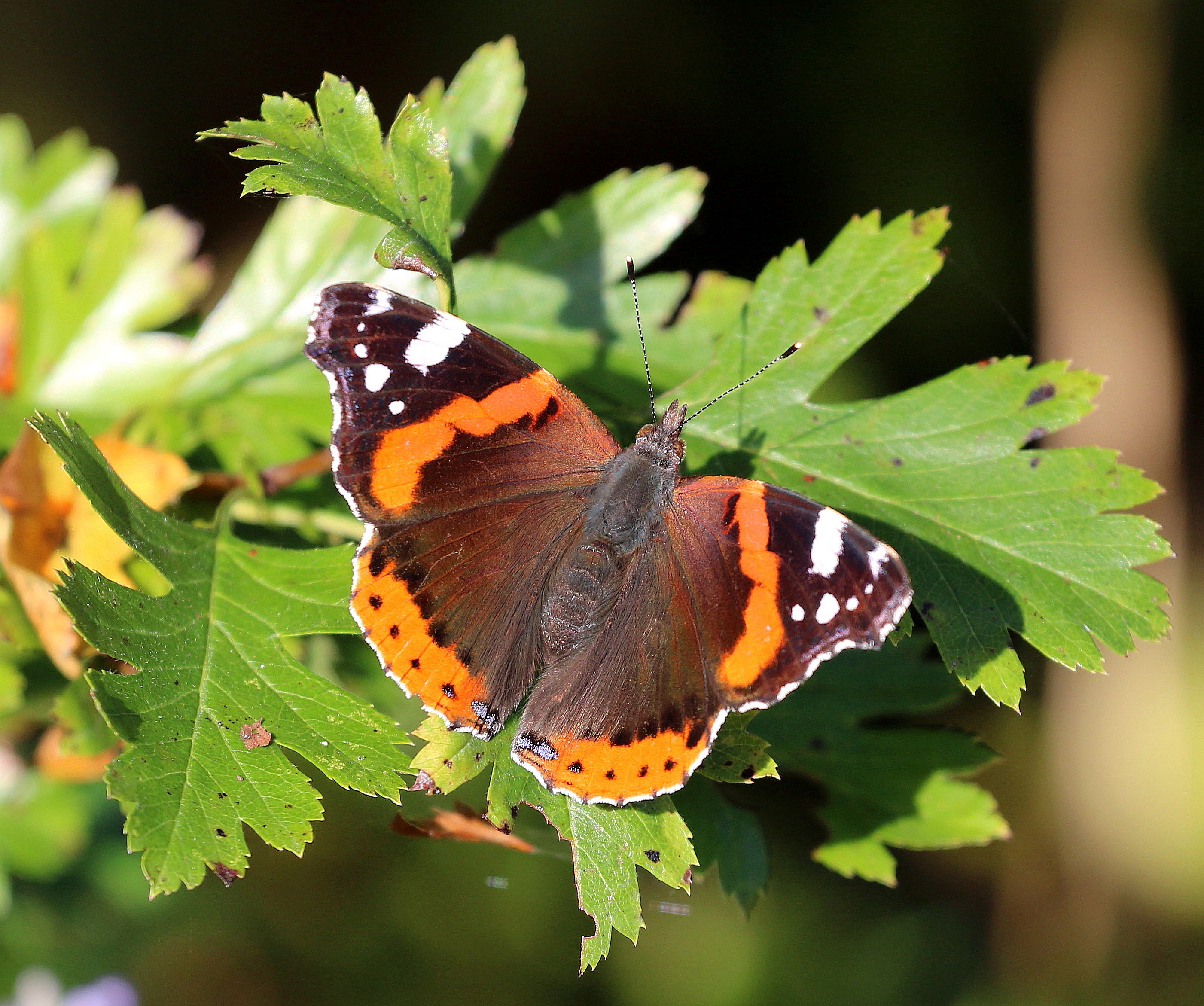 Vanessa atalanta