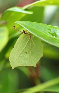 Gonepteryx rhamni