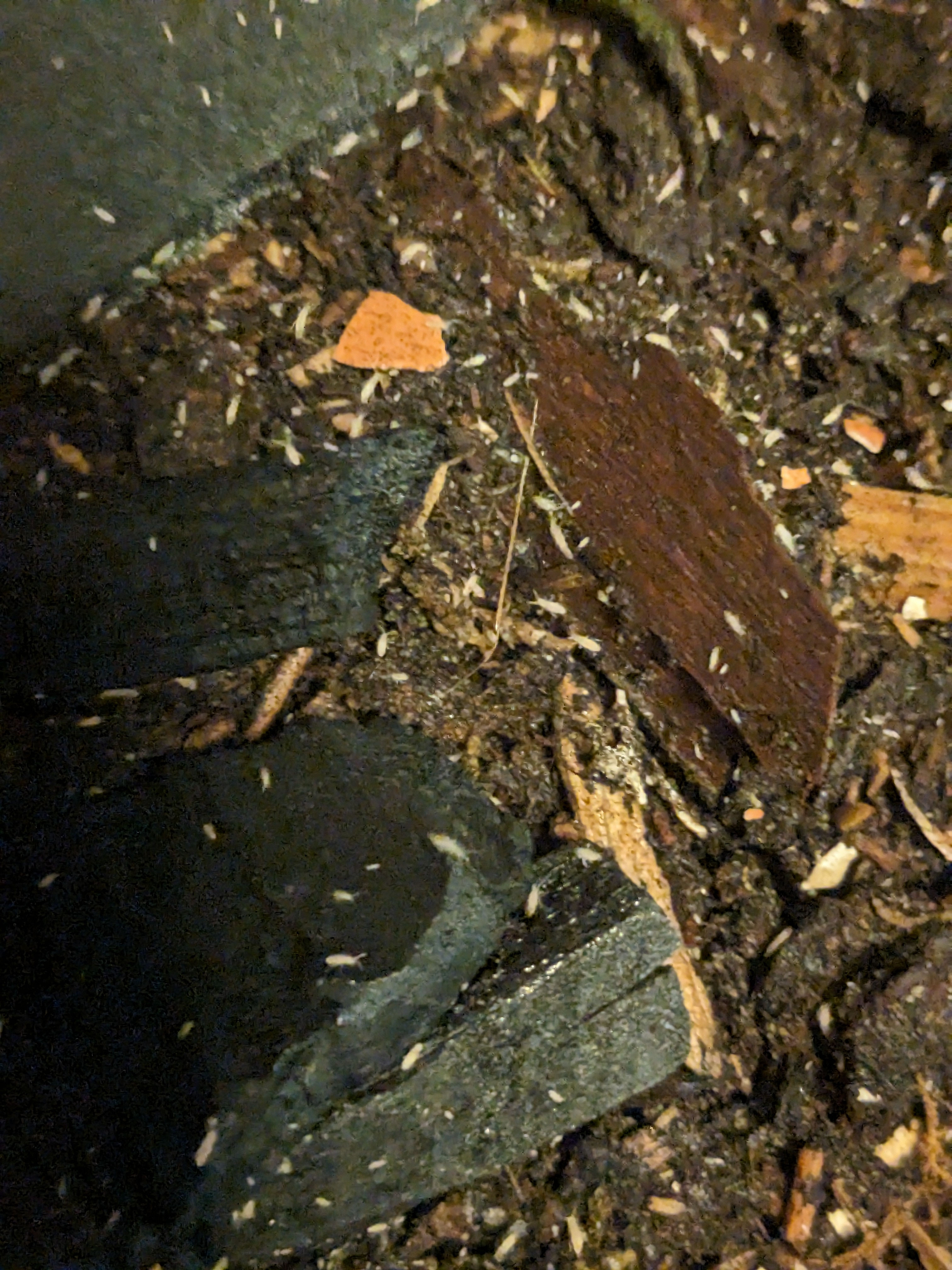 Tropical Pink Springtails x100