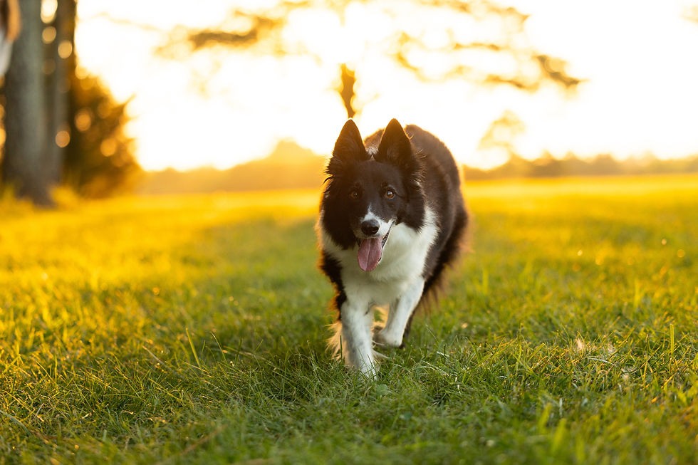 BorderCollieField.jpg