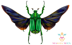 Mayate verde_01