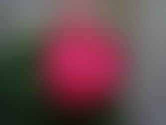 In-Season Peony Flowers: A Guide to Colours, Varieties, and Care