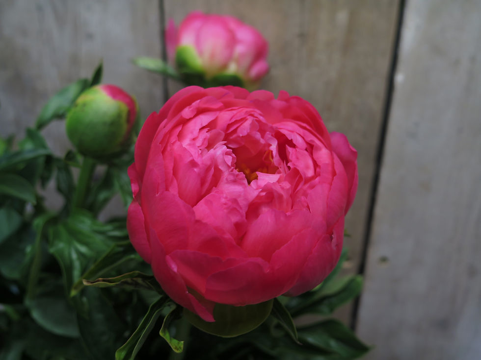 In-Season Peony Flowers: A Guide to Colours, Varieties, and Care