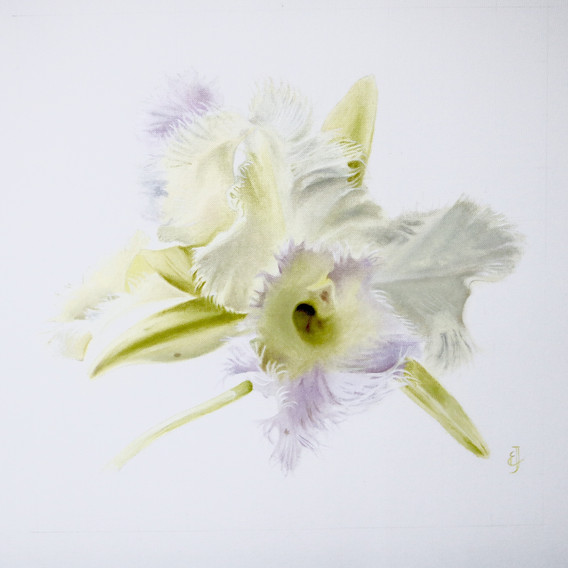Hairy Pig - Cattleya Hyb.