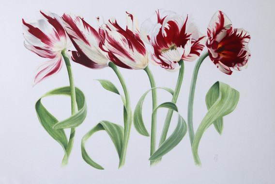 Five Tulips