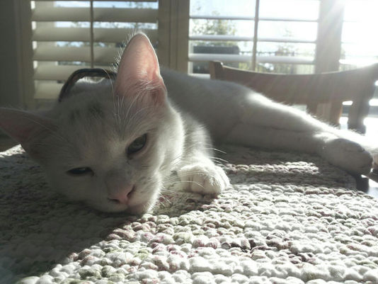 11 Reasons Why I Chose a Cat Over a Dog (Before having Akari)