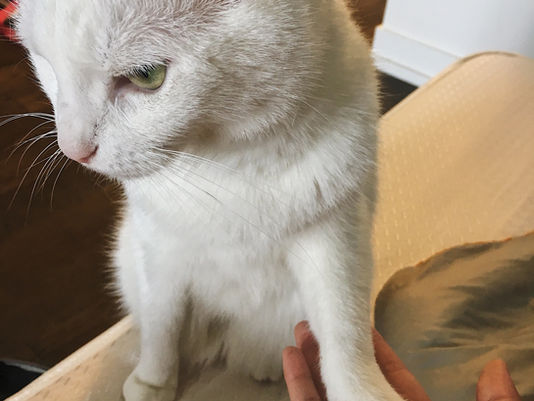 10 Reasons Why I'm Glad I Chose a Cat Over a Dog (After having Akari)