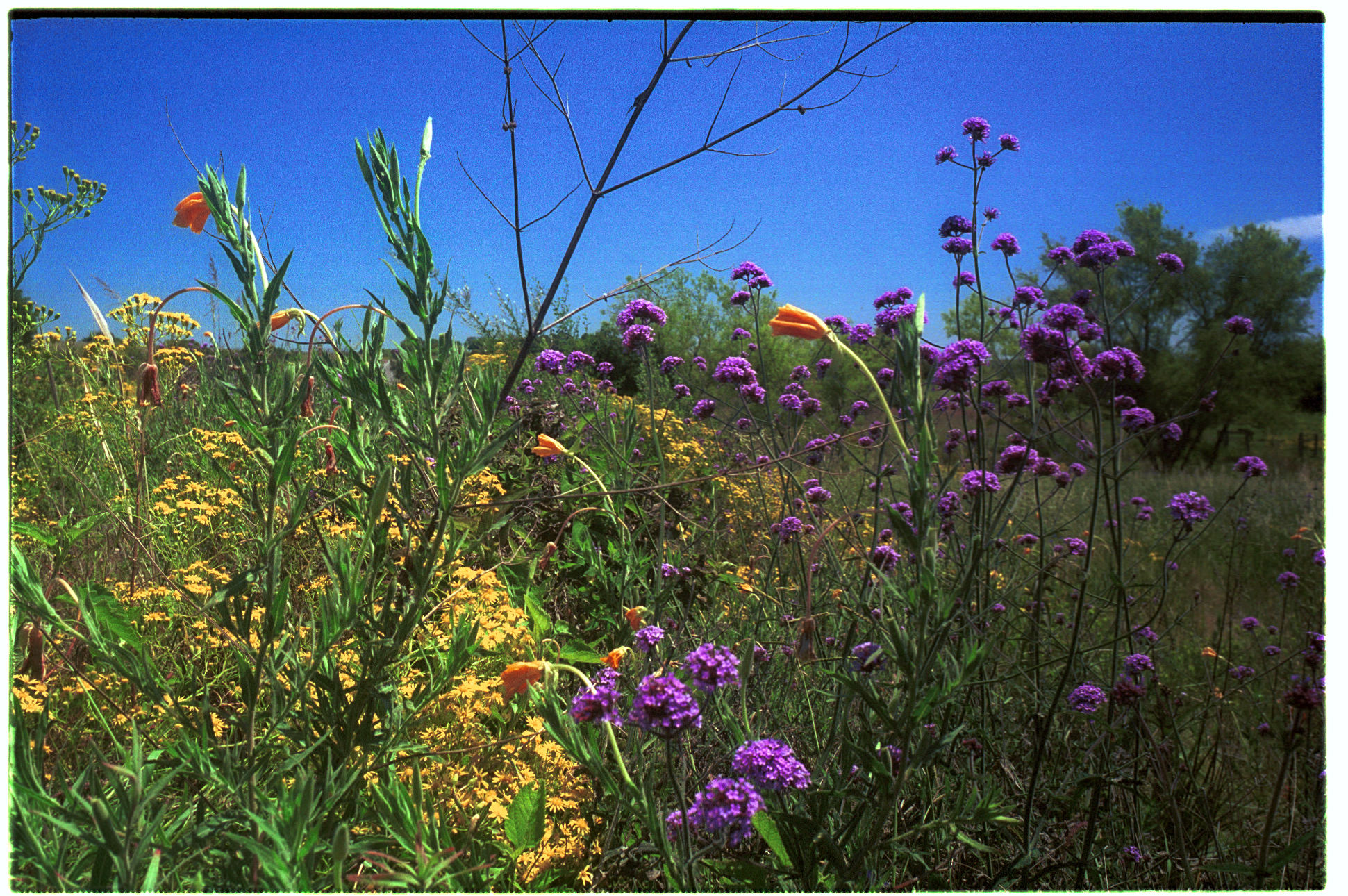 Primavera