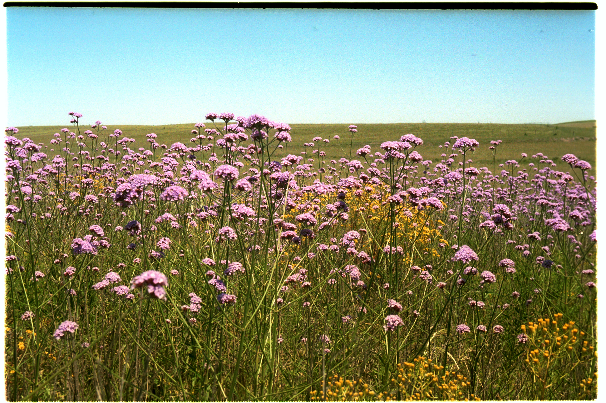 Primavera