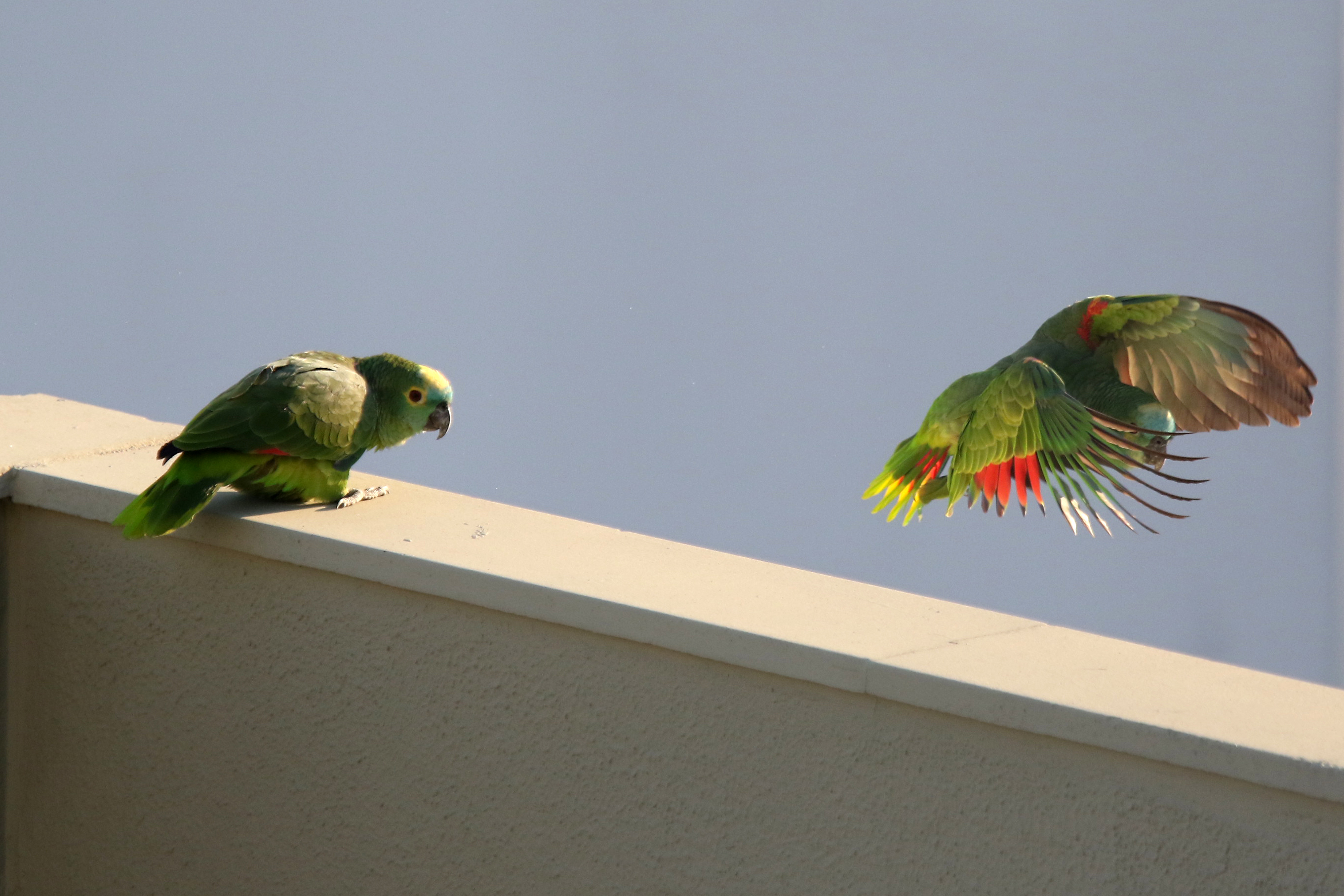 Amazona aestiva (L.), conhecido vulg