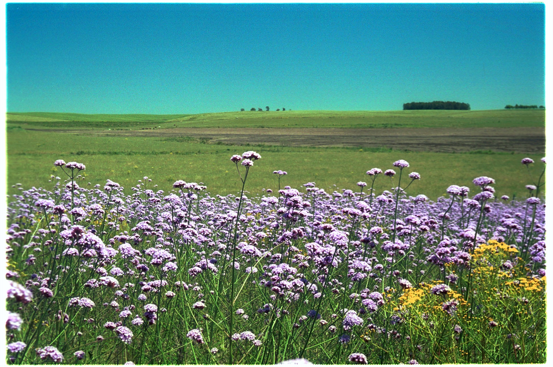 Primavera
