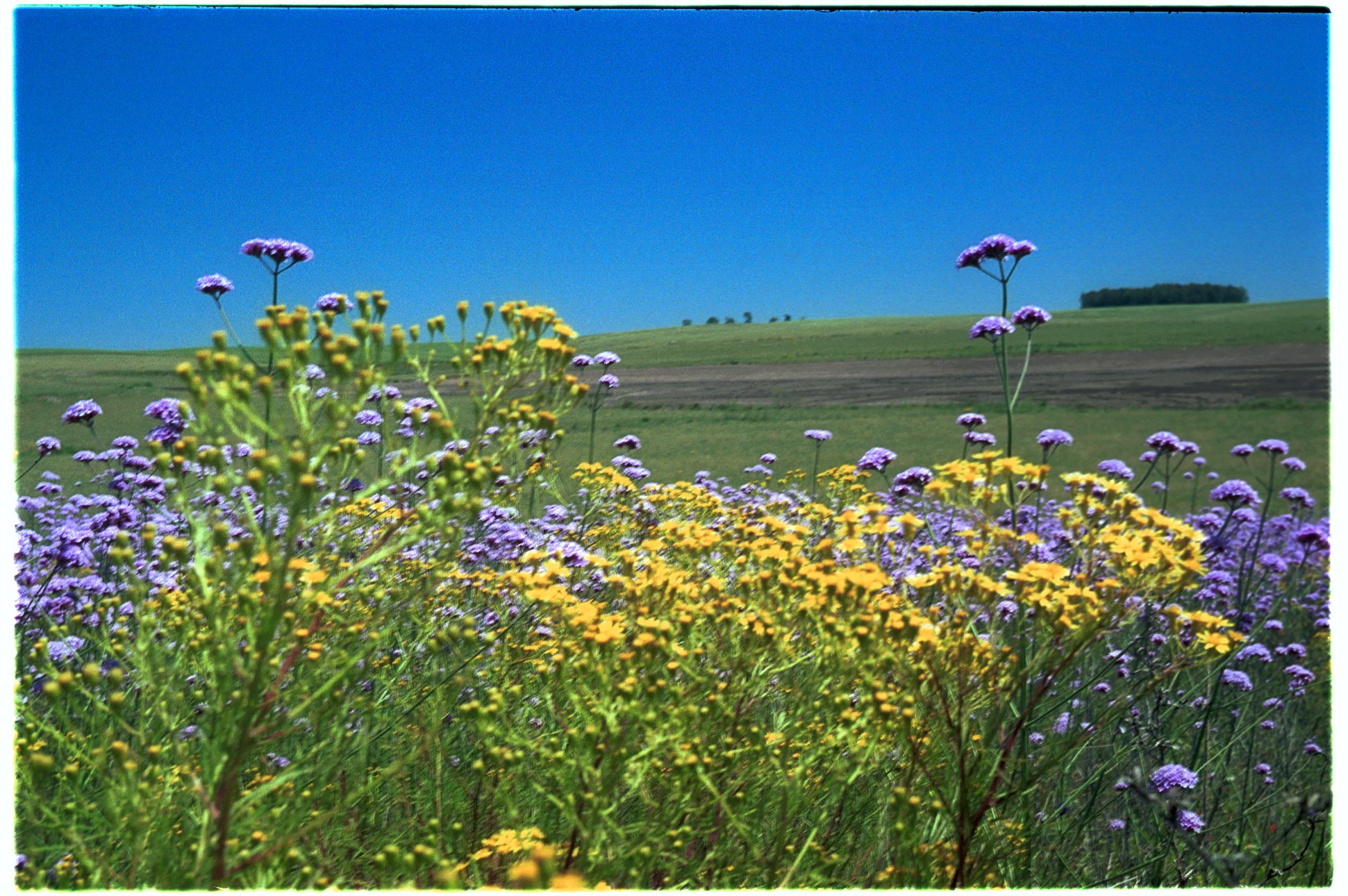 Primavera