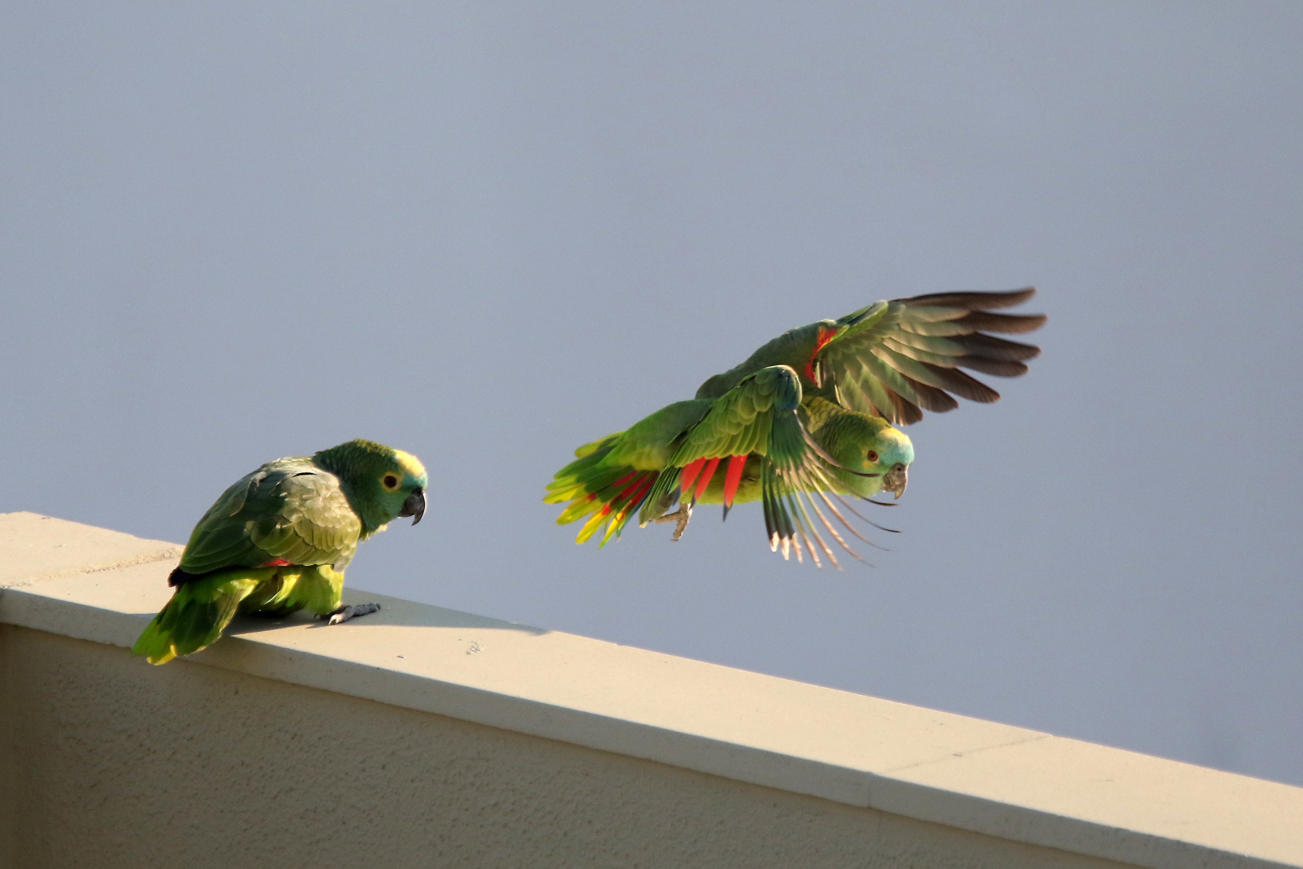 Amazona aestiva