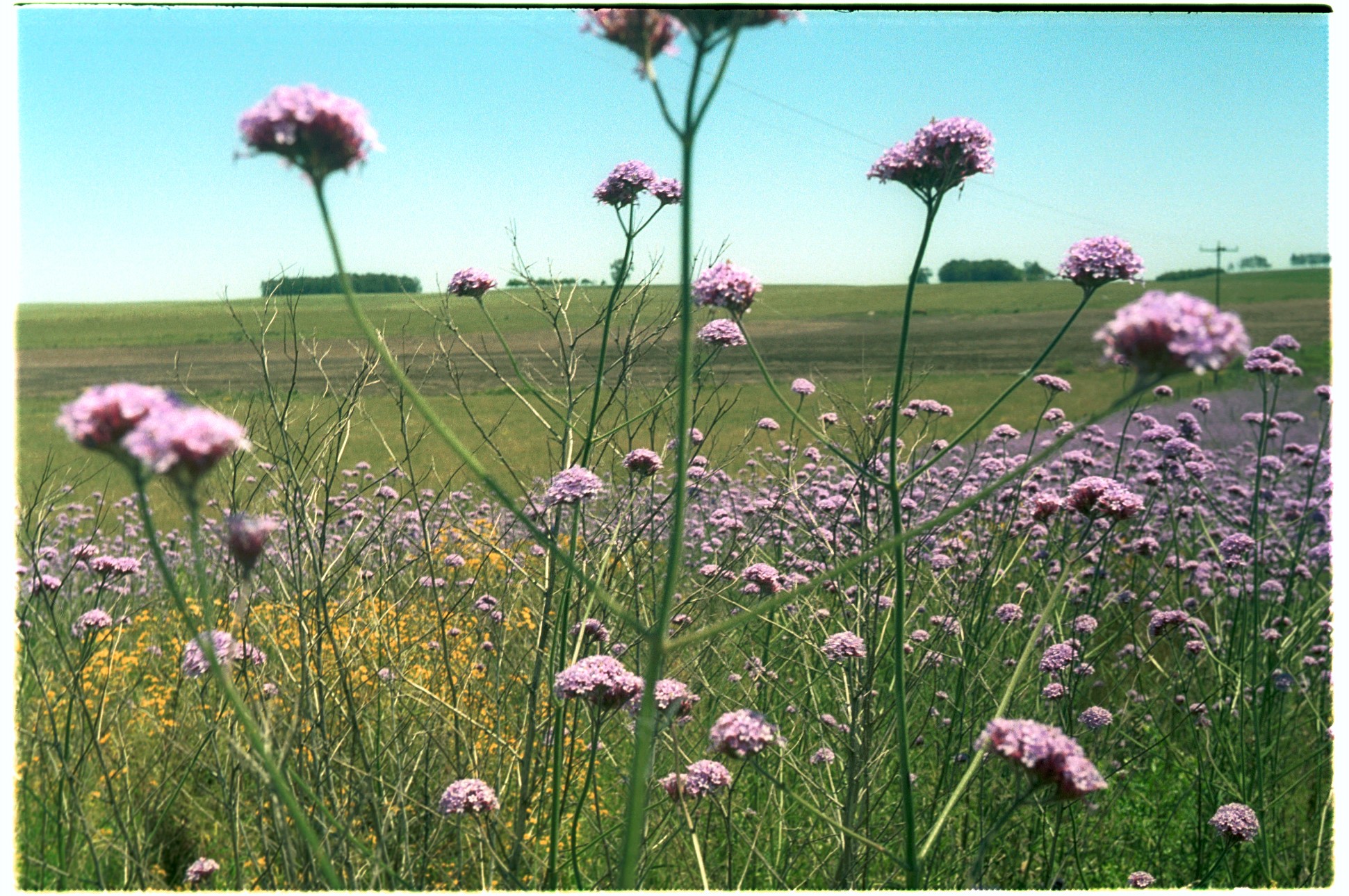 Primavera