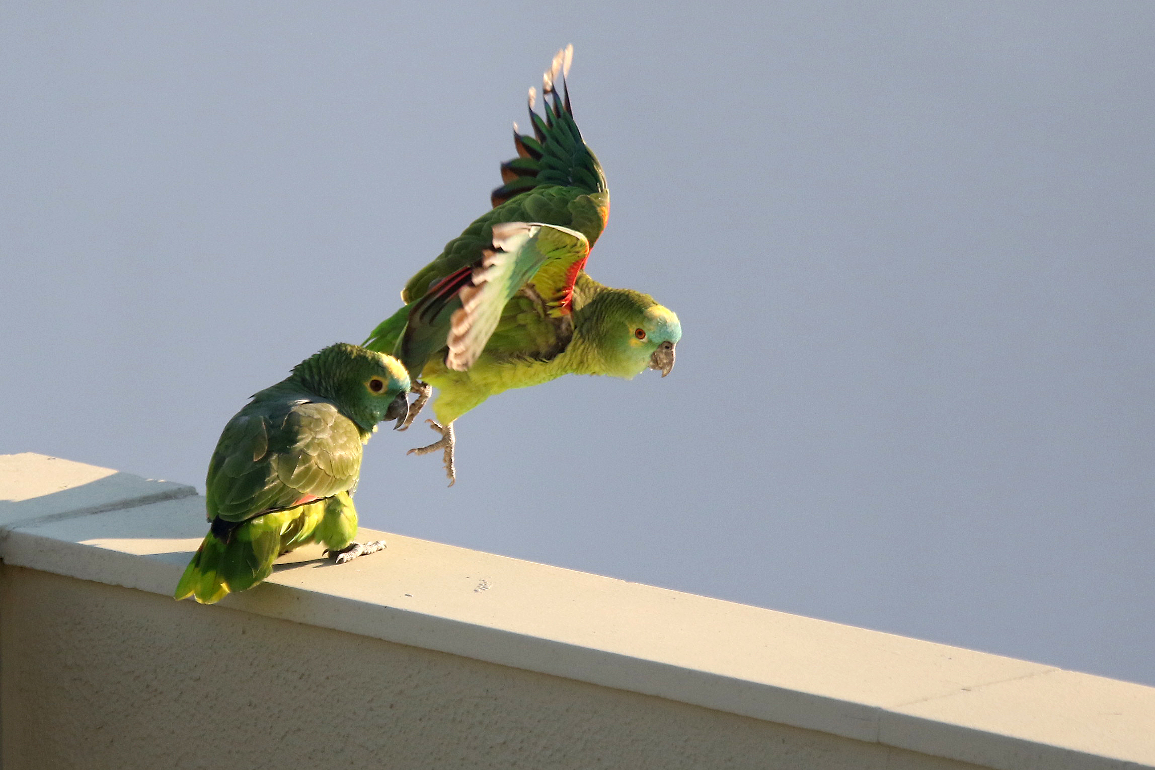 Amazona aestiva