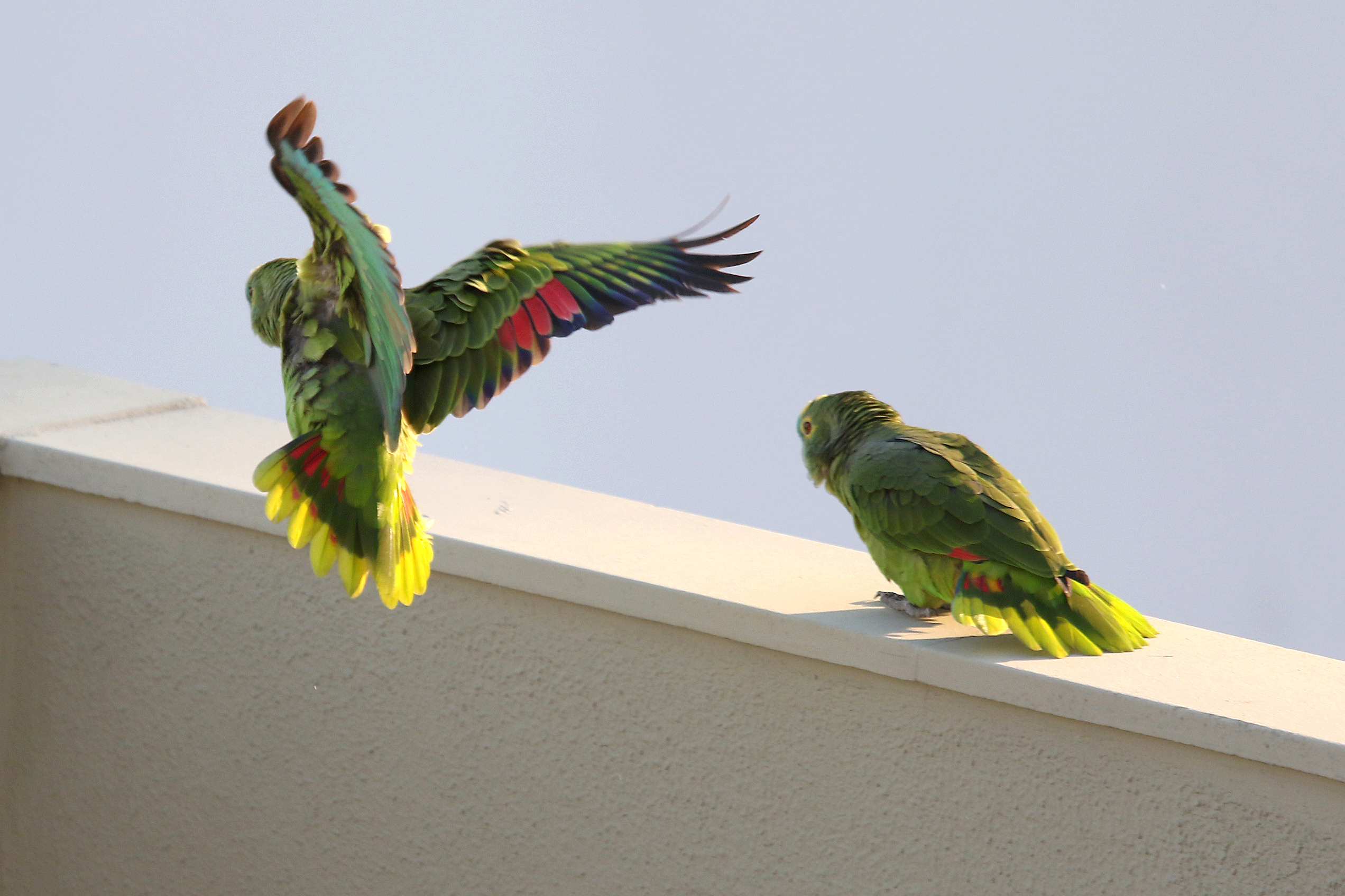Amazona aestiva