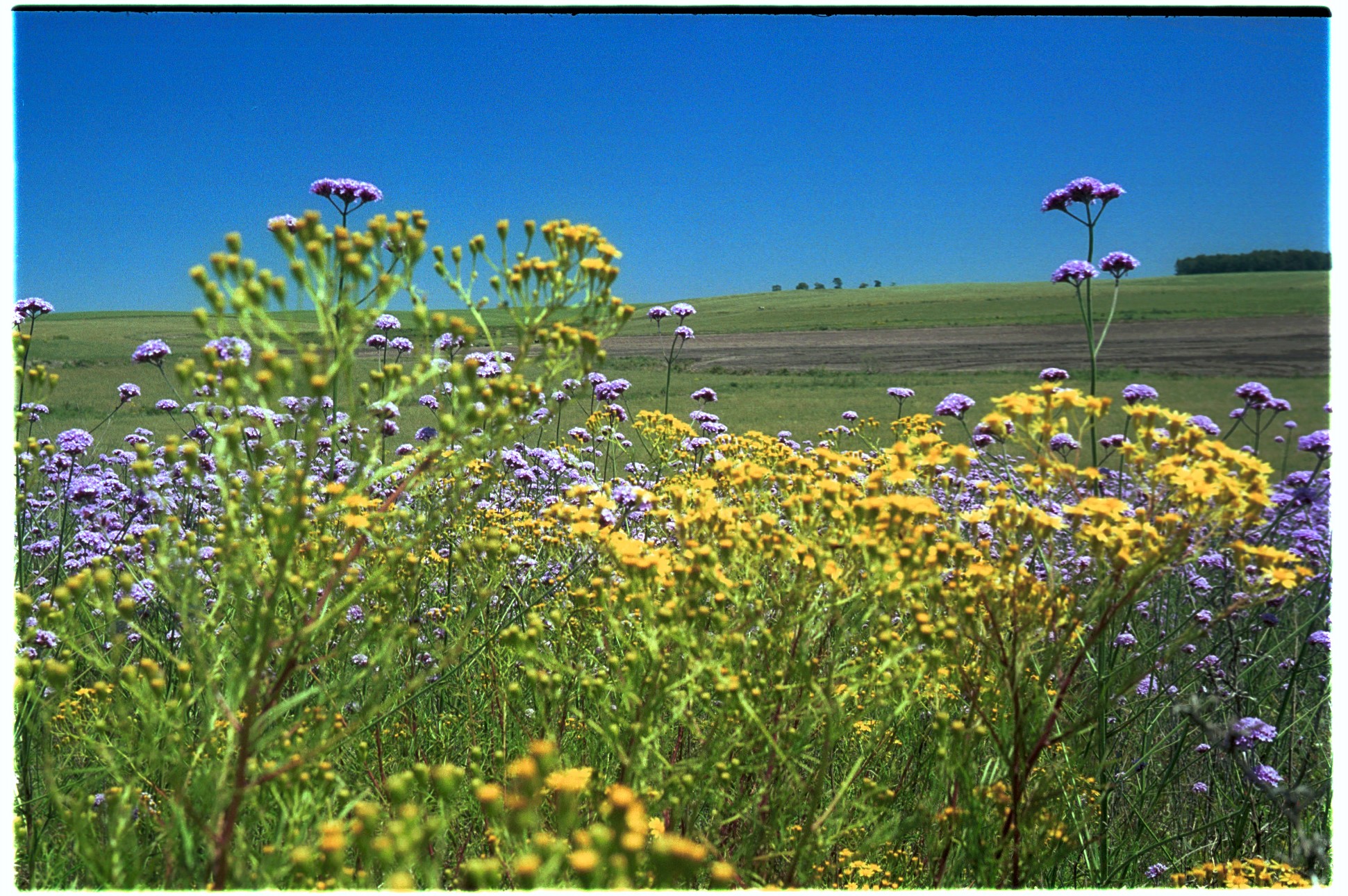 Primavera