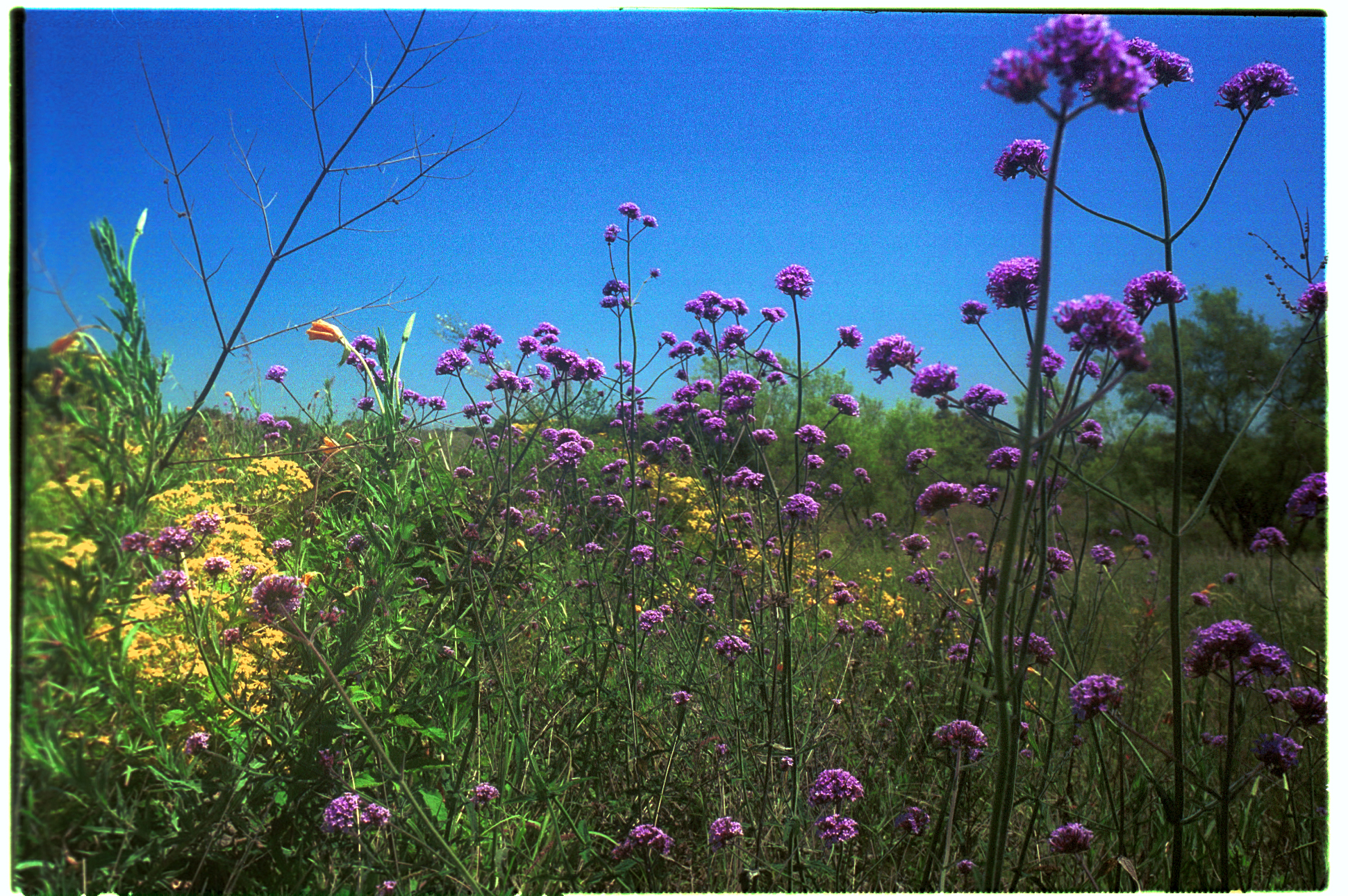 Primavera