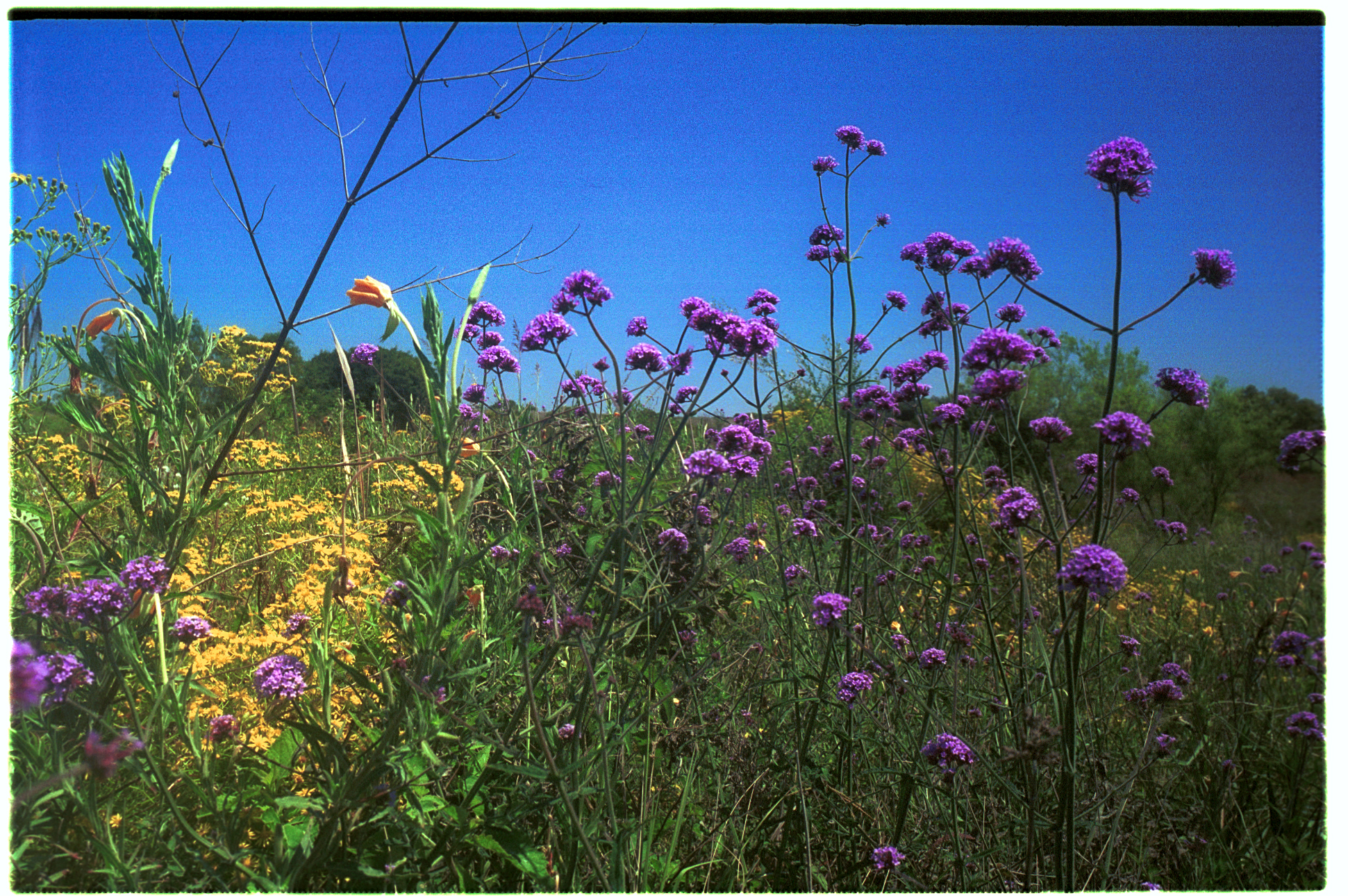 Primavera