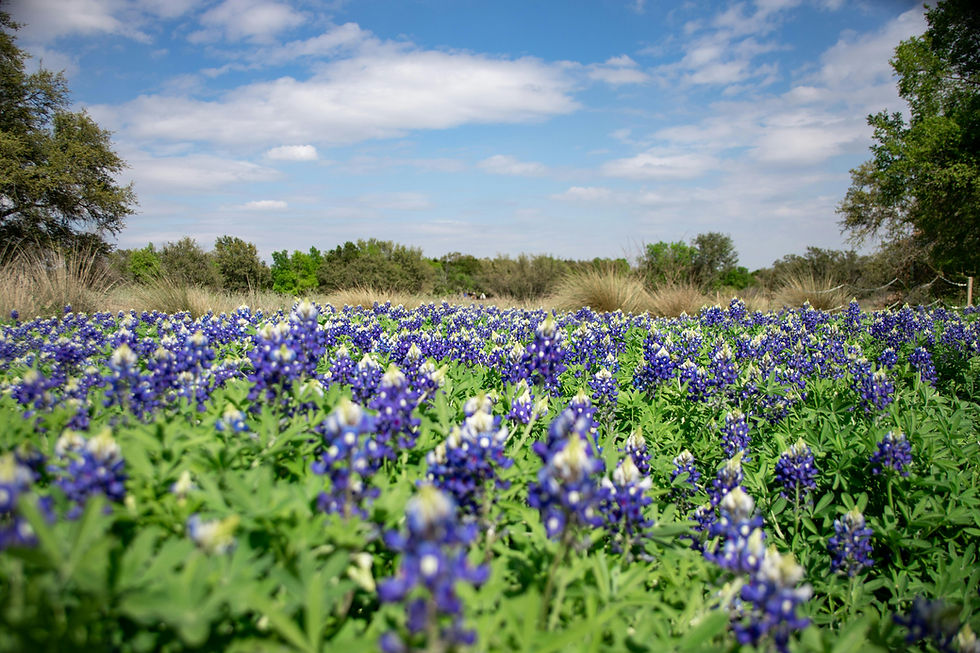 Bluebonnets