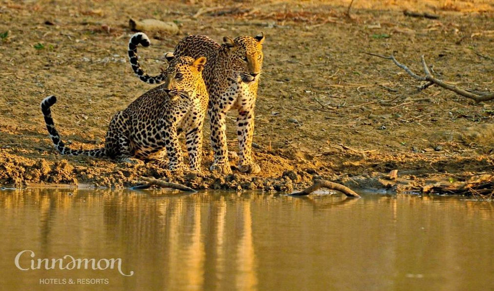 Photo - Cinnamon Wild Yala