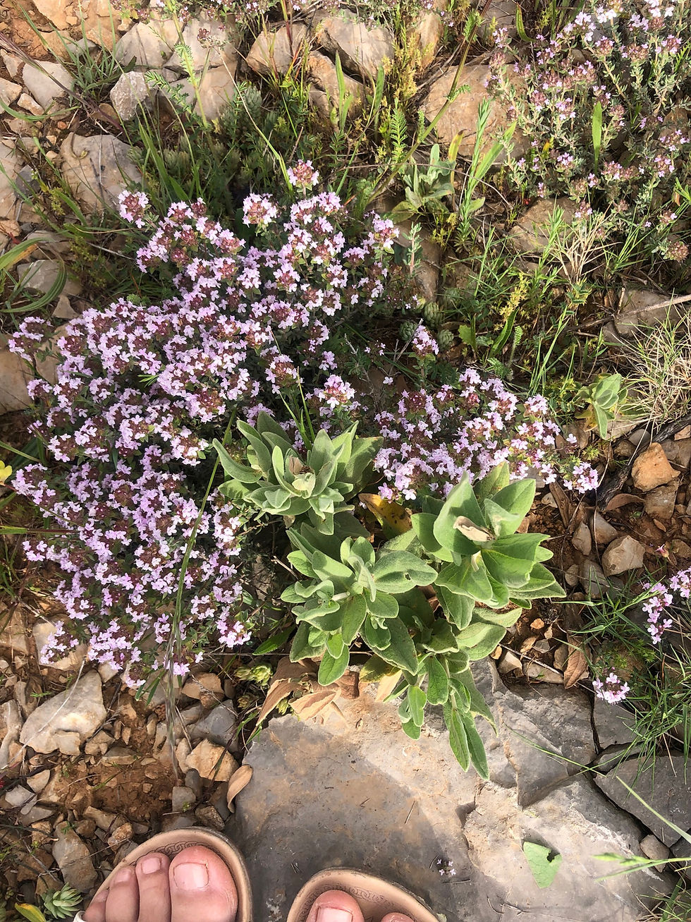 Garrigue is the scent of Syrah