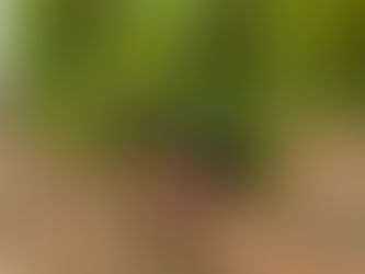 Syrah - a wine for the ages