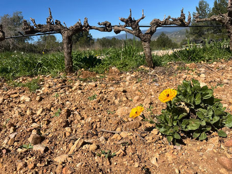 Le printemps parmi les vignes