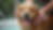 Close-up view of a happy dog being bathed gently