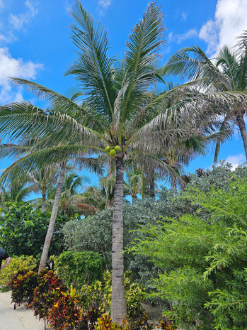 Tall palm trees surrounded by lush tropical greenery under a blue sky.