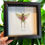 Thumbnail: Citrus Locust -Medium Frame Taxidermy | Ethically Sourced Collectible Insects
