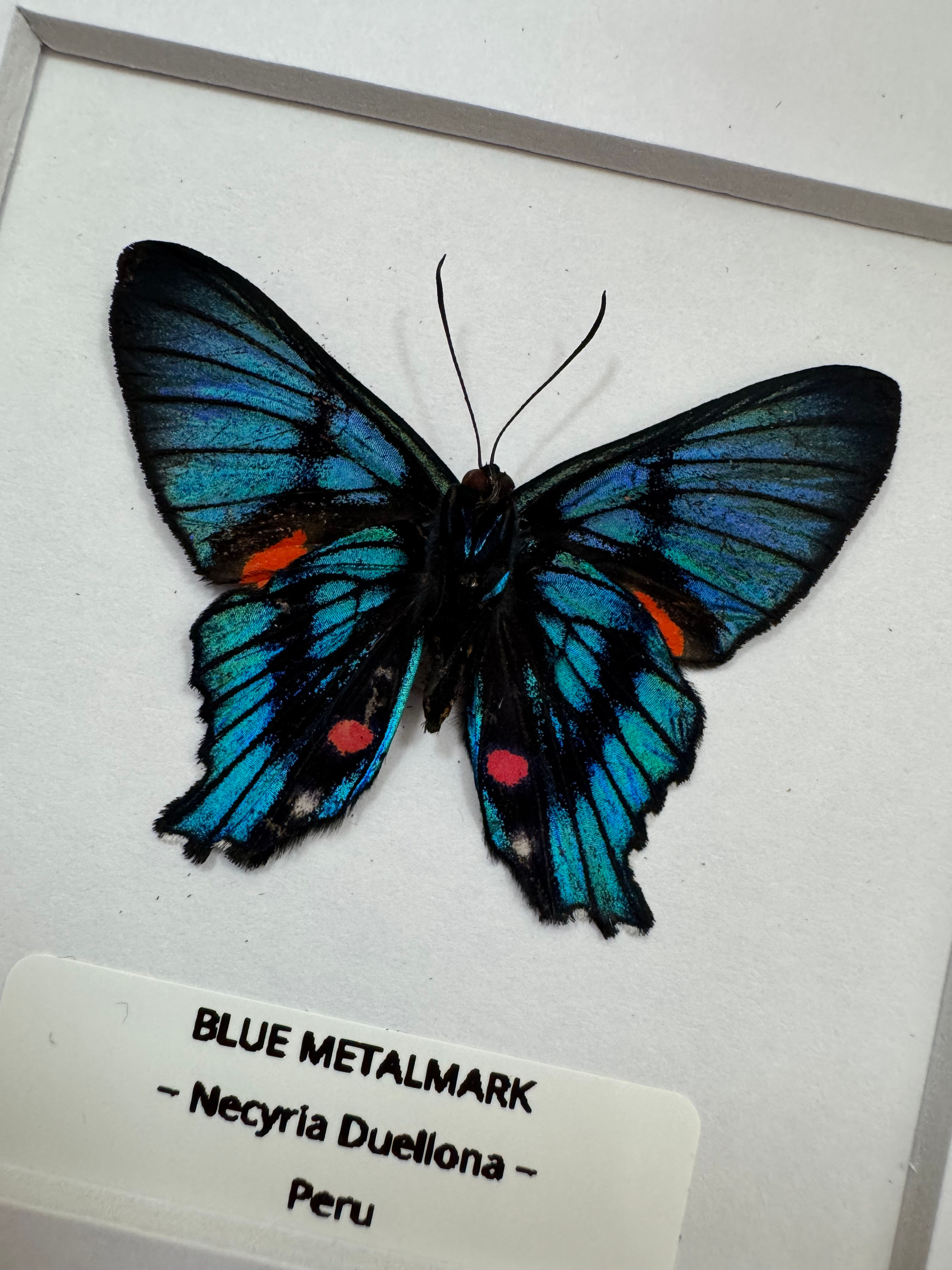Blue Metalmark Butterfly - RARE