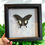 Thumbnail: The Red Helen- Medium Frame Taxidermy | Ethically Sourced Collectible Insects