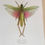 Thumbnail: Citrus Locust- Large  Frame Taxidermy | Ethically Sourced Collectible Insects