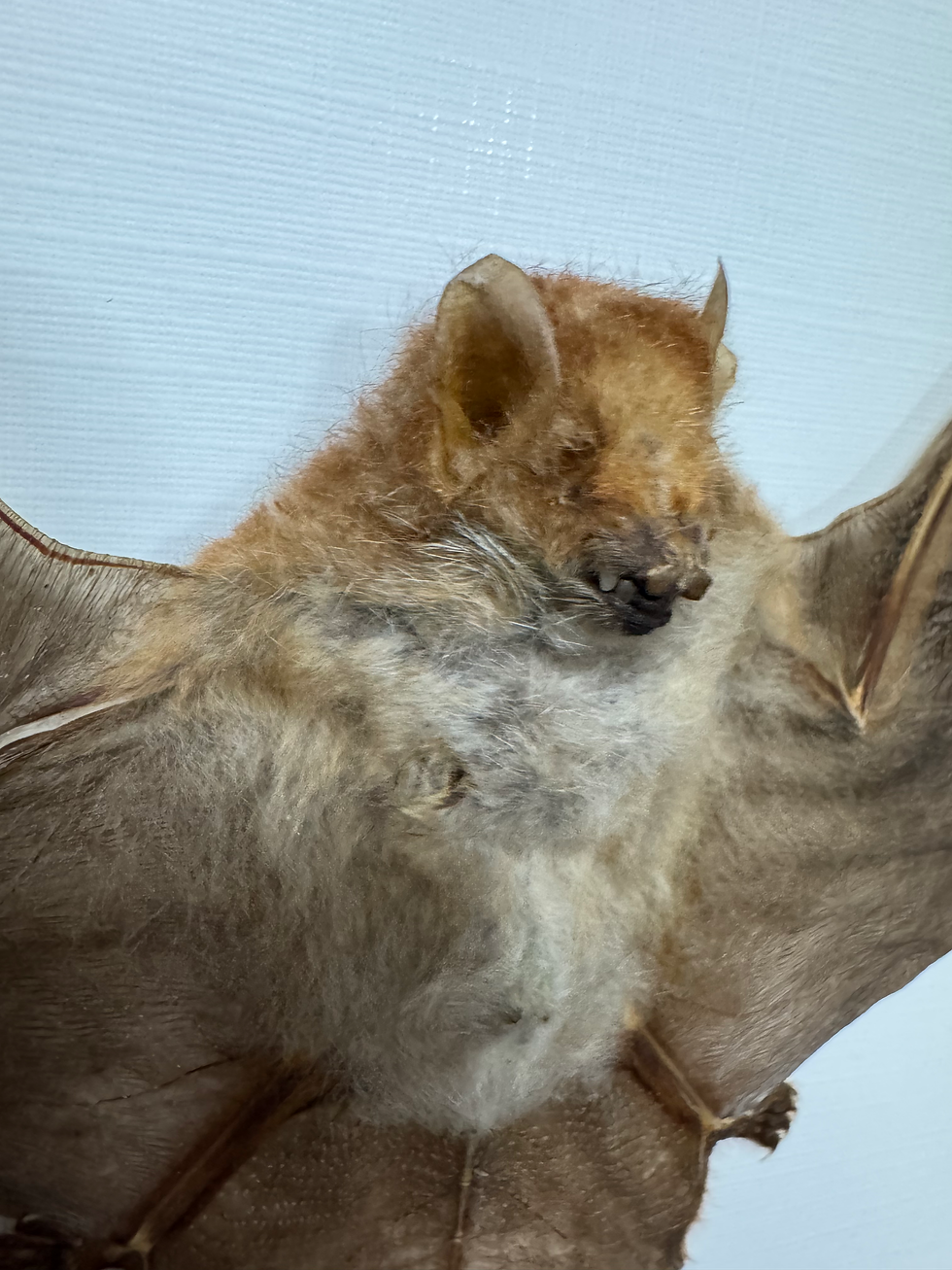 Thumbnail: Harpiocephalus Harpia