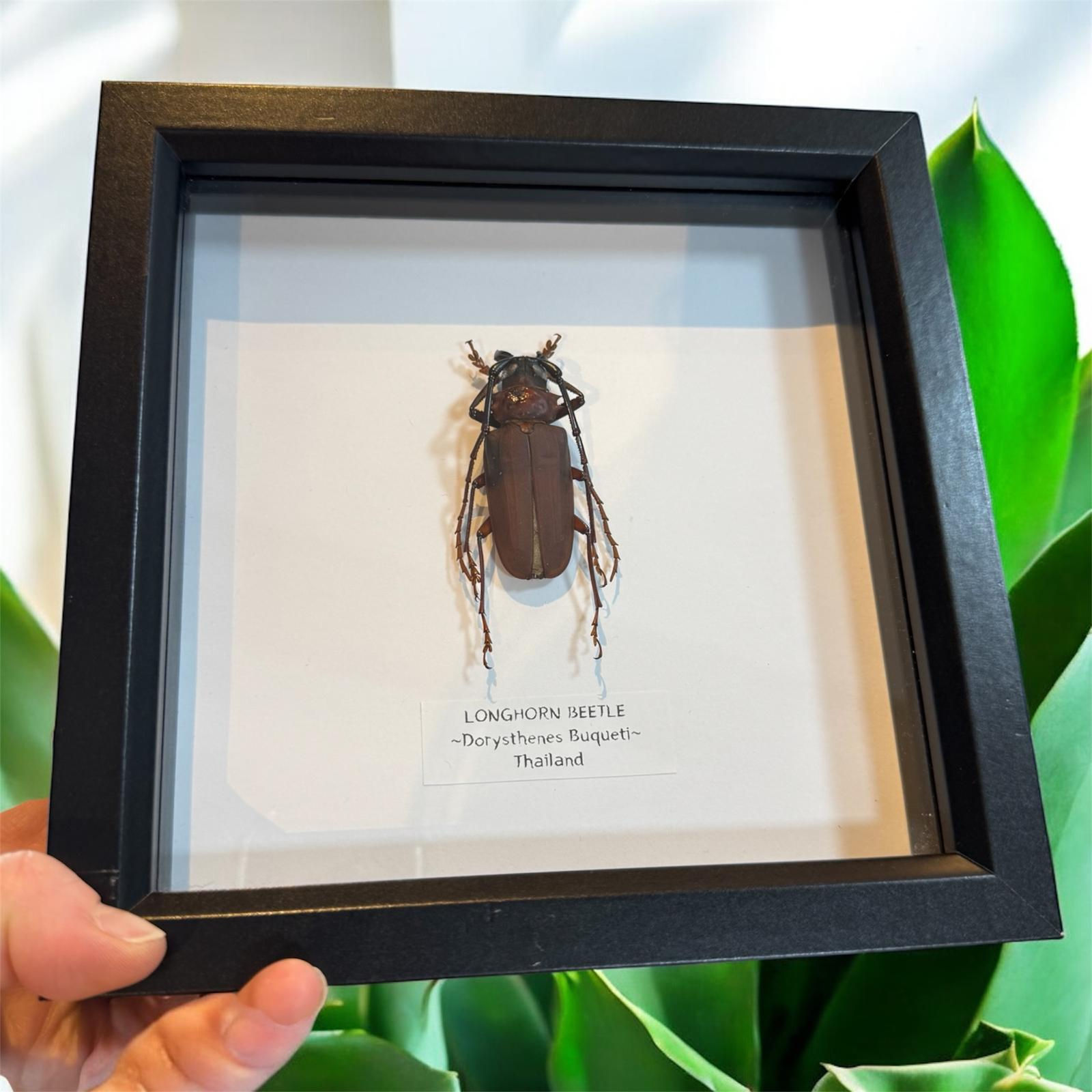 Longhorn Beetle- Medium Frame Taxidermy | Ethically Sourced Collectible Insects