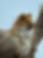 Thumbnail: Harpiocephalus Harpia