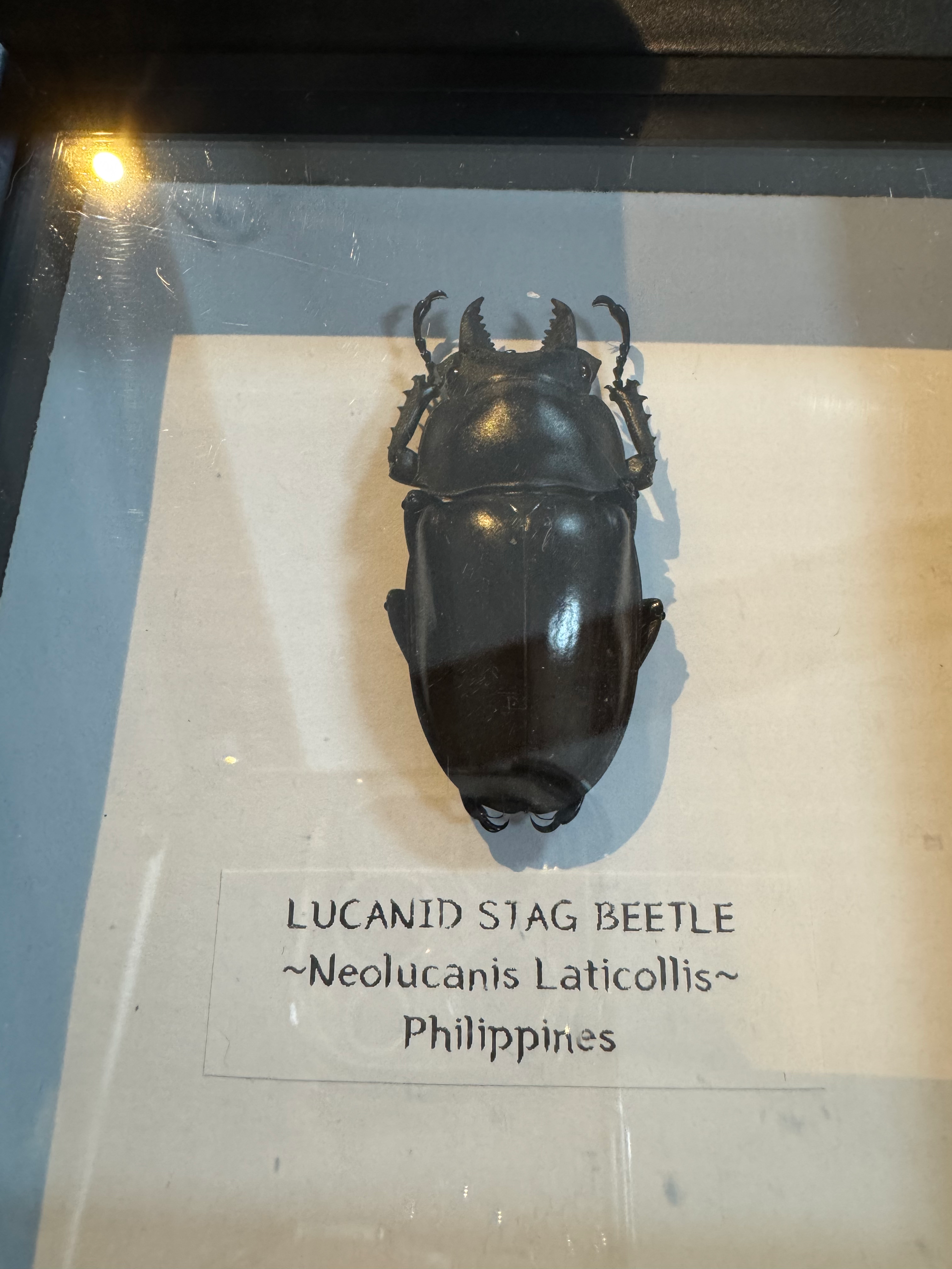 Lucanid Stag Beetle - Small Frame