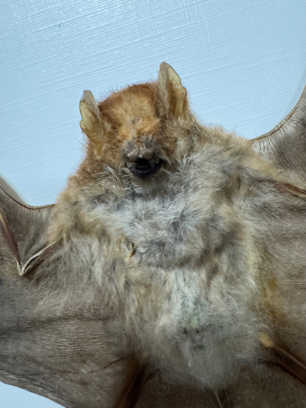 Thumbnail: Harpiocephalus Harpia