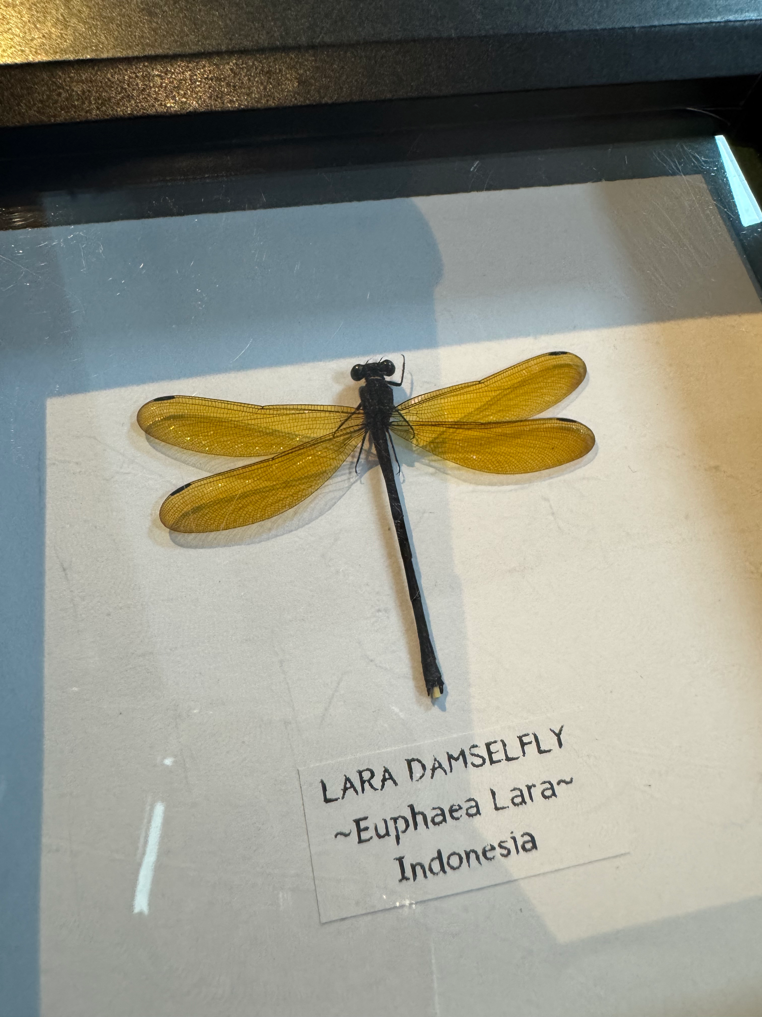 Lara Damselfly - Small Frame