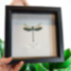Thumbnail: Stream Glory Damselfly- Medium Frame Taxidermy | Ethically Sourced Collectible I