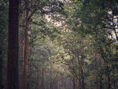 Forest Side Farm: Beautiful approach road