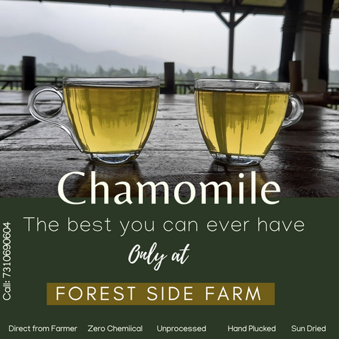 Chamomile (1).png