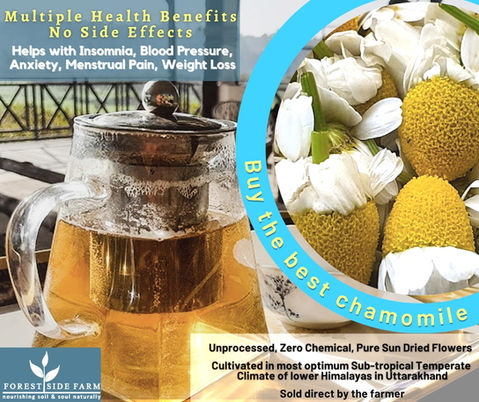 Harvesting Chamomile (2)_edited.jpg