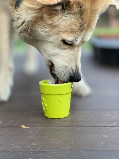 Flower Pot Enrichment Feeder | Primal Canine